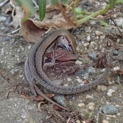 Lampropholis guichenoti at Cook, ACT - 19 Mar 2020