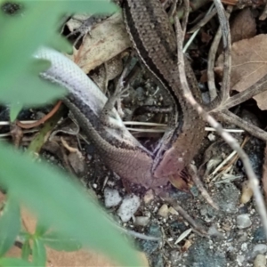 Lampropholis guichenoti at Cook, ACT - 19 Mar 2020