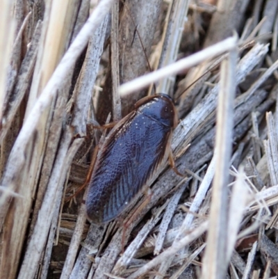 Johnrehnia concisa (A native cockroach) at Mount Painter - 16 Mar 2020 by CathB