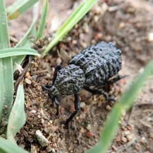 Sosytelus pithecius at Dunlop, ACT - 7 Mar 2020 06:05 PM