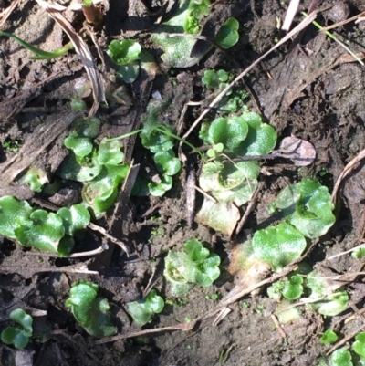 Lunularia cruciata (A thallose liverwort) at Kowen, ACT - 20 Mar 2020 by JaneR