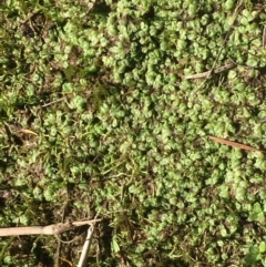 Riccia subbifurca at Kowen, ACT - 20 Mar 2020