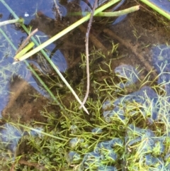 Riccia sp. (genus) (Liverwort) at Molonglo Gorge - 20 Mar 2020 by JaneR