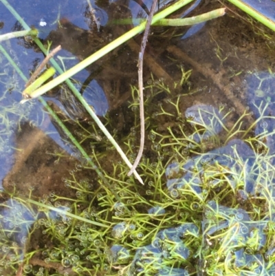 Riccia sp. (genus) (Liverwort) at Molonglo Gorge - 20 Mar 2020 by JaneR