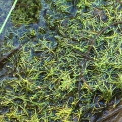 Riccia sp. (genus) at Kowen, ACT - 20 Mar 2020