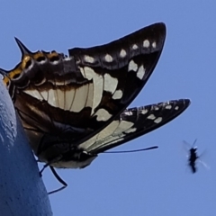 Charaxes sempronius (Tailed Emperor) at Coree, ACT - 20 Mar 2020 by Kurt