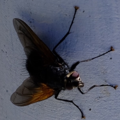 Chetogaster violacea/viridis (complex) (Bristle Fly) at Coree, ACT - 19 Mar 2020 by Kurt