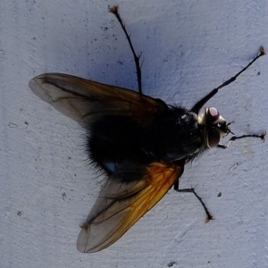 Chetogaster violacea/viridis (complex) at Coree, ACT - 20 Mar 2020