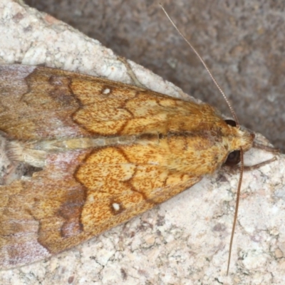 Anomis flava (Cotton Looper) at Mollymook Beach, NSW - 19 Mar 2020 by jb2602