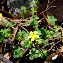 Oxalis sp. (Wood Sorrel) at Coree, ACT - 19 Mar 2020 by Kurt