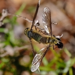 Comptosia apicalis (A bee fly) at Coree, ACT - 19 Mar 2020 by Kurt