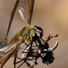 Comptosia apicalis at Coree, ACT - 20 Mar 2020 10:15 AM