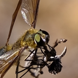 Comptosia apicalis at Coree, ACT - 20 Mar 2020 10:15 AM