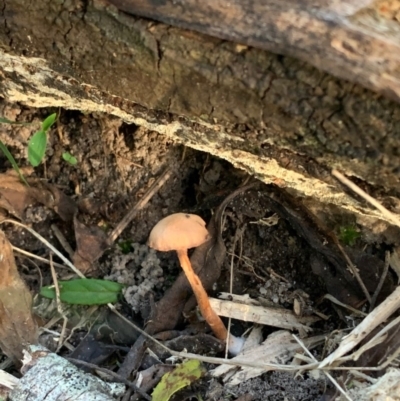 Laccaria sp. (Laccaria) at Quaama, NSW - 20 Mar 2020 by FionaG