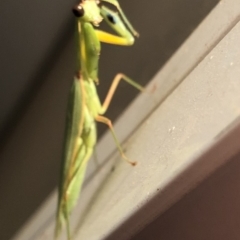 Pseudomantis albofimbriata (False garden mantis) at Aranda, ACT - 20 Mar 2020 by Jubeyjubes