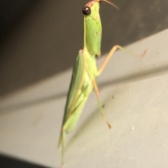 Pseudomantis albofimbriata at Aranda, ACT - 20 Mar 2020