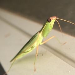 Pseudomantis albofimbriata at Aranda, ACT - 20 Mar 2020