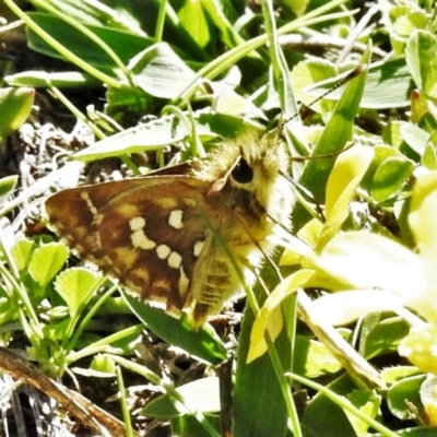 Atkinsia dominula (Two-brand grass-skipper) at Mount Clear, ACT - 20 Mar 2020 by JohnBundock