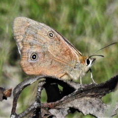 Heteronympha penelope (Shouldered Brown) at Mount Clear, ACT - 20 Mar 2020 by JohnBundock