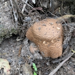 Agaricus augustus (Agaricus augustus) at Quaama, NSW - 15 Mar 2020 by FionaG