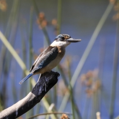 Todiramphus sanctus (Sacred Kingfisher) at Dickson Wetland - 19 Mar 2020 by Alison Milton