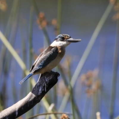 Todiramphus sanctus (Sacred Kingfisher) at Dickson, ACT - 20 Mar 2020 by AlisonMilton