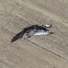 Corcorax melanorhamphos (White-winged Chough) at City Renewal Authority Area - 19 Mar 2020 by Alison Milton