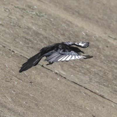Corcorax melanorhamphos (White-winged Chough) at Dickson, ACT - 20 Mar 2020 by AlisonMilton