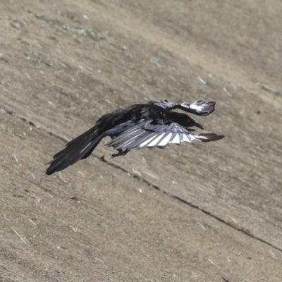 Corcorax melanorhamphos (White-winged Chough) at Dickson, ACT - 19 Mar 2020 by Alison Milton