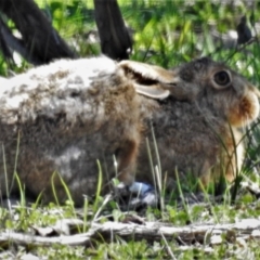 Lepus capensis (Brown Hare) at Mulligans Flat - 18 Mar 2020 by JohnBundock