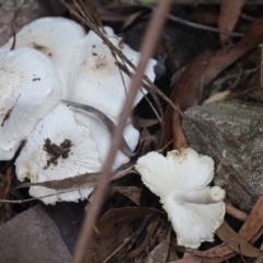 Leucocoprinus sp. at Quaama, NSW - 22 Feb 2020 12:53 PM