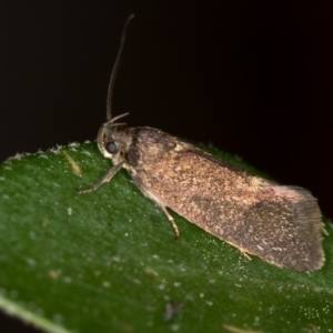 Leistomorpha brontoscopa at Bruce, ACT - 11 Oct 2017 11:41 AM