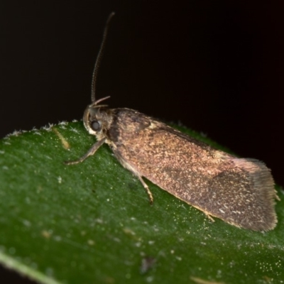 Leistomorpha brontoscopa (A concealer moth) at Bruce, ACT - 11 Oct 2017 by Bron