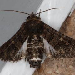 Pataeta carbo (Dark Euteliid) at Mollymook Beach, NSW - 19 Mar 2020 by jb2602