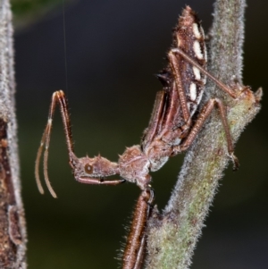 Reduviidae (family) at Bruce, ACT - 11 Oct 2017