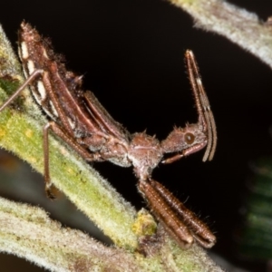 Reduviidae (family) at Bruce, ACT - 11 Oct 2017