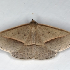 Epidesmia tryxaria (Neat Epidesmia) at Mollymook Beach, NSW - 19 Mar 2020 by jb2602