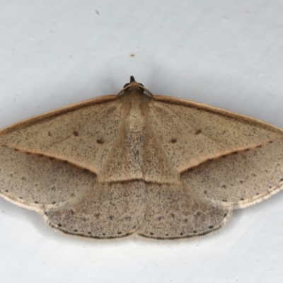Epidesmia tryxaria (Neat Epidesmia) at Mollymook Beach, NSW - 19 Mar 2020 by jb2602