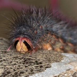 Epicoma contristis at Bruce, ACT - 11 Oct 2017