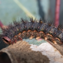 Epicoma contristis at Bruce, ACT - 11 Oct 2017