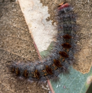 Epicoma contristis at Bruce, ACT - 11 Oct 2017