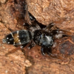 Apricia jovialis (Jovial jumping spider) at Bruce Ridge to Gossan Hill - 2 Nov 2017 by Bron