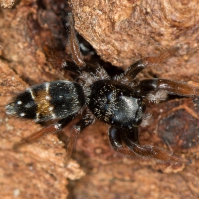 Apricia jovialis (Jovial jumping spider) at Bruce Ridge to Gossan Hill - 2 Nov 2017 by Bron