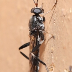 Exaireta spinigera (Garden Soldier Fly) at Evatt, ACT - 19 Mar 2020 by TimL