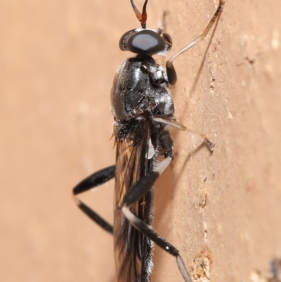 Exaireta spinigera (Garden Soldier Fly) at Evatt, ACT - 19 Mar 2020 by TimL