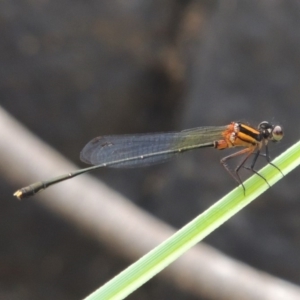 Nososticta solida at Tuggeranong DC, ACT - 29 Dec 2019