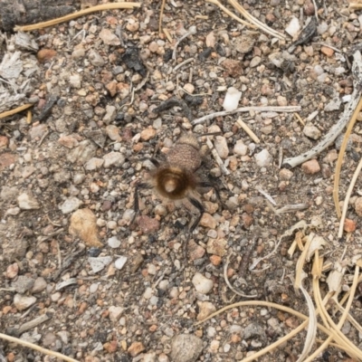 Ephutomorpha sp. (genus) (Mutillid wasp or Velvet ant) at Michelago, NSW - 9 Jan 2020 by Illilanga