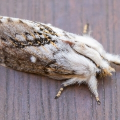 Porela delineata (Lined Porela) at Chapman, ACT - 20 Mar 2020 by SWishart