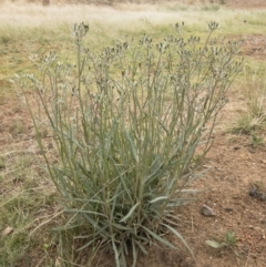 Senecio quadridentatus at Illilanga & Baroona - 17 Jan 2020