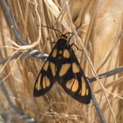Amata (genus) (Handmaiden Moth) at Michelago, NSW - 3 Feb 2020 by Illilanga
